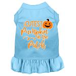 Cutest Pumpkin in the Patch Screen Print Dog Dress Baby Blue 4X